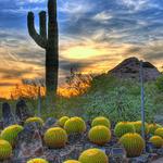 Desert Botanical Garden
