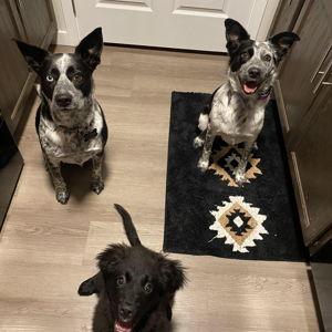 Our Pet Toy Fund