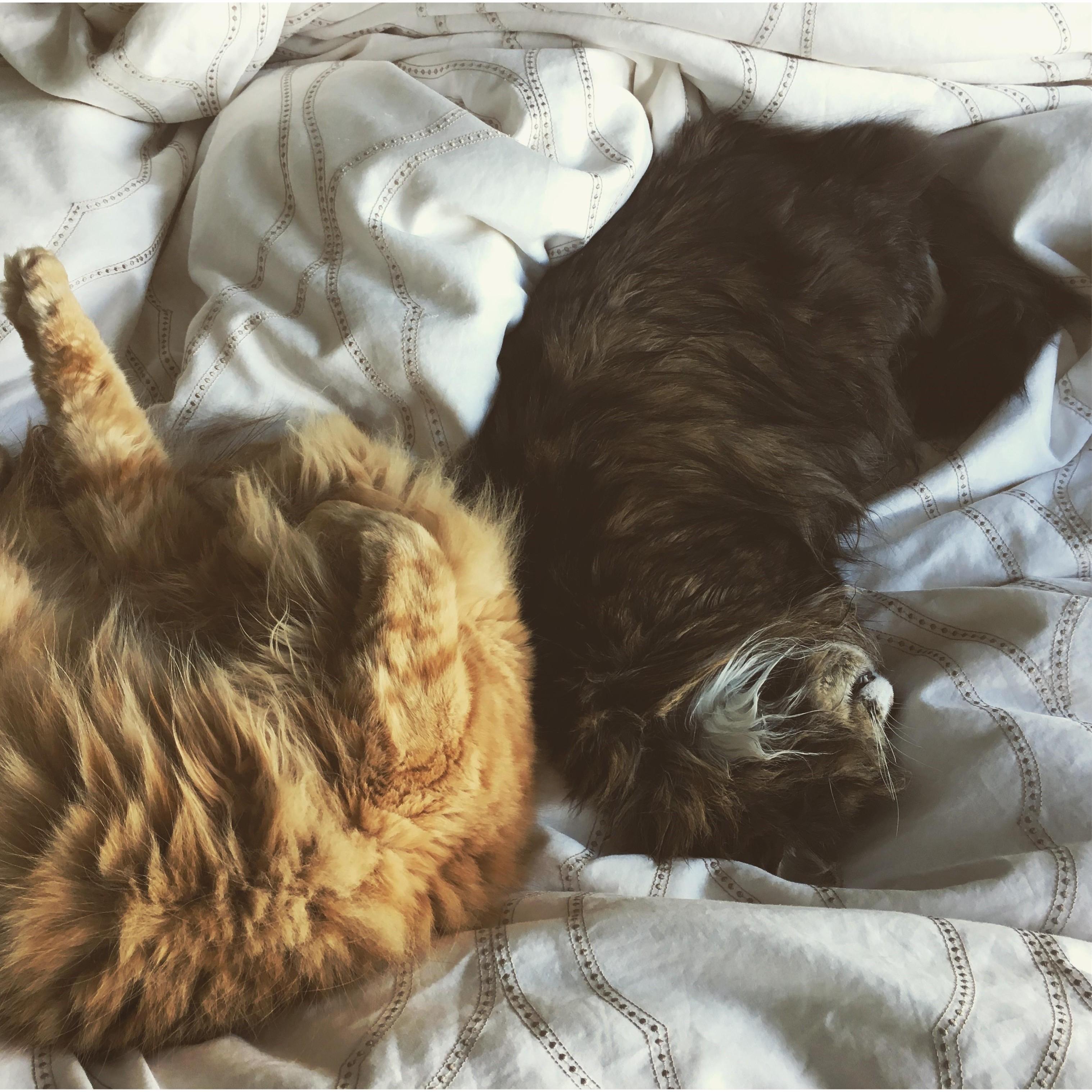 Marcel and Talbot