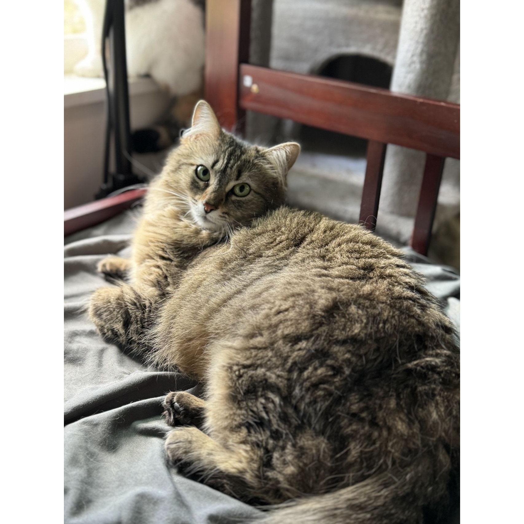 Calliope and Acorn were kitties 4 and 5, added to the family in February 2025.