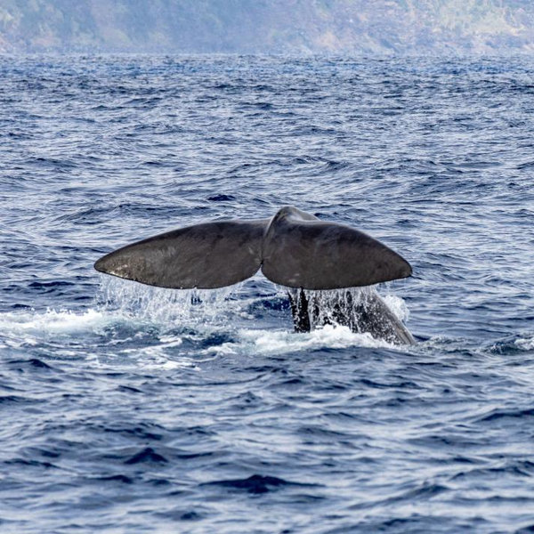 Whale Watching Tour On Our Honeymoon!