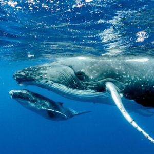 Swimming with the whales in Moorea