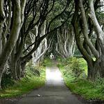 The Dark Hedges
