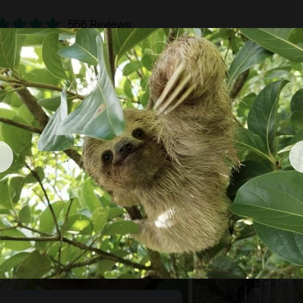 Sloth Tour in Rainforest with Waterfall, Organic Coffee, and Chocolate
