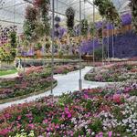 Cameron Highlands