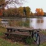 Busse Woods