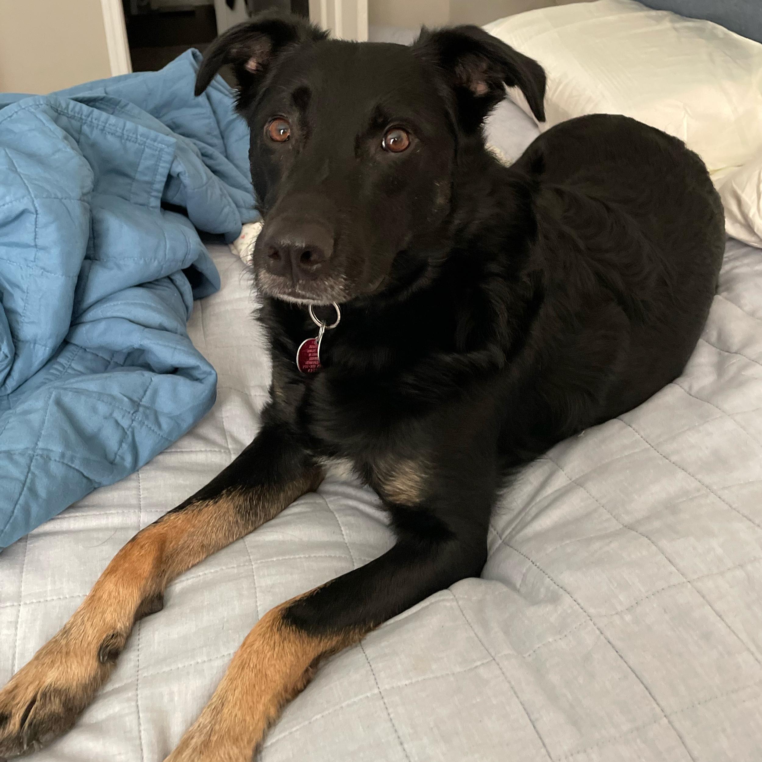 Maverick Pet Toy Fund