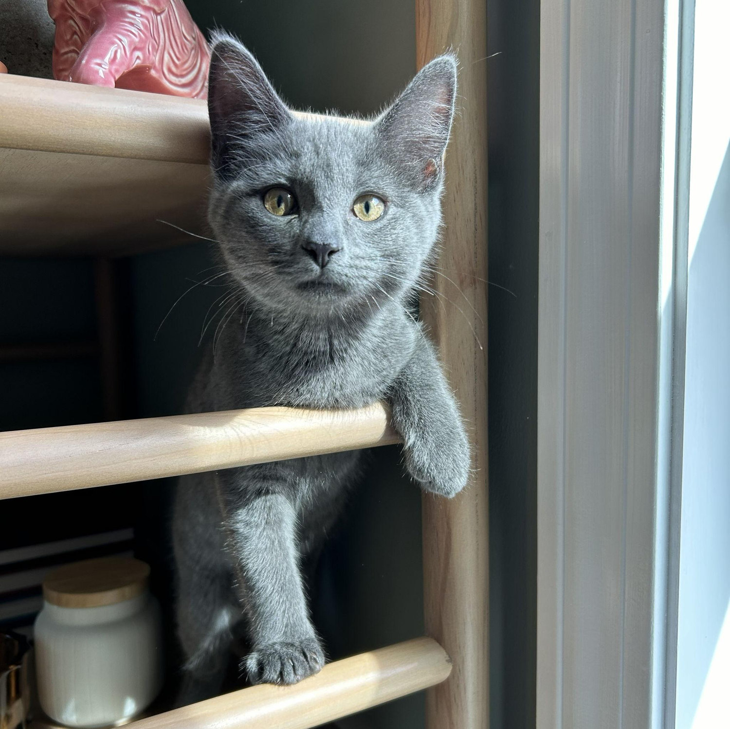 Piper