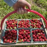Strawberry Picking at Homewood Farm