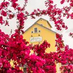 Magnolias at the Mill