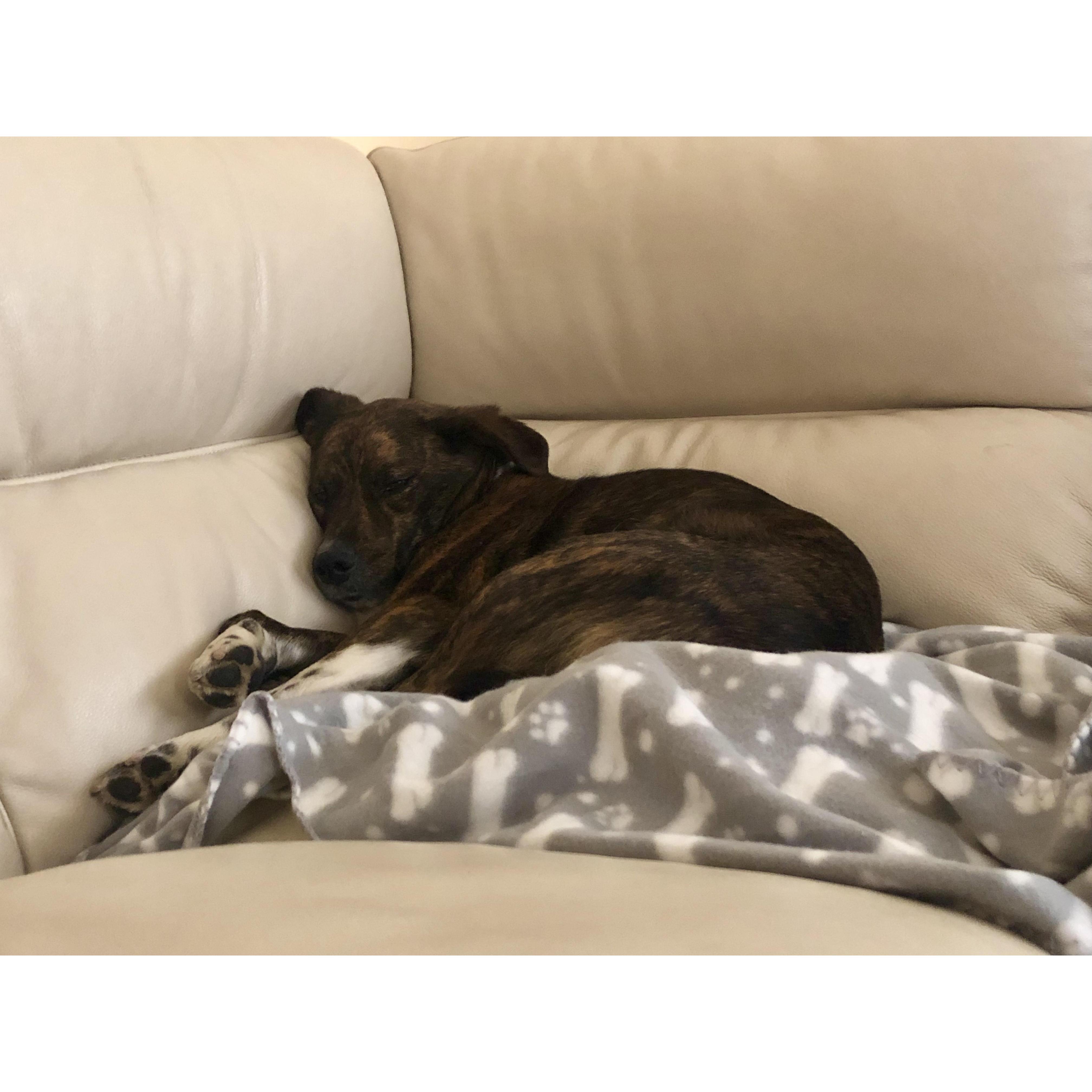 Sleepy Rooney (casa de DANia)