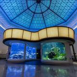 Shedd Aquarium