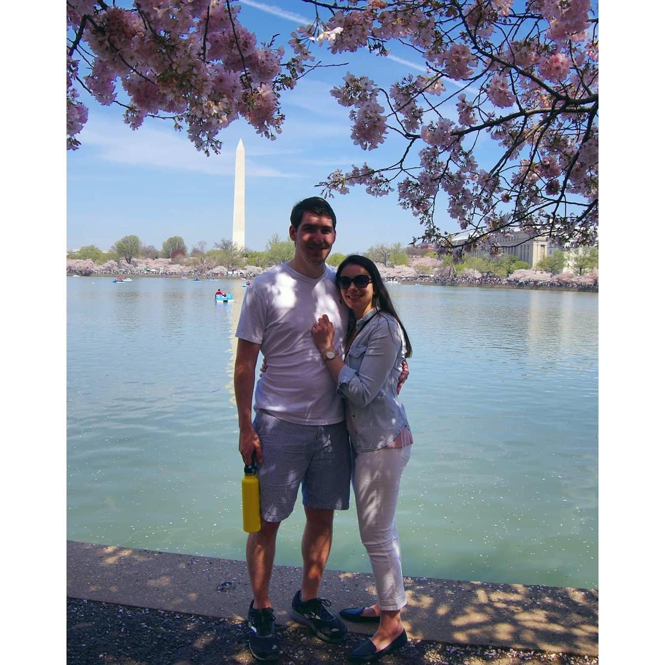 Cherry Blossoms in Washington, DC.