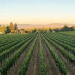 Wine Tasting