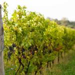 Niagara Wine Trail USA