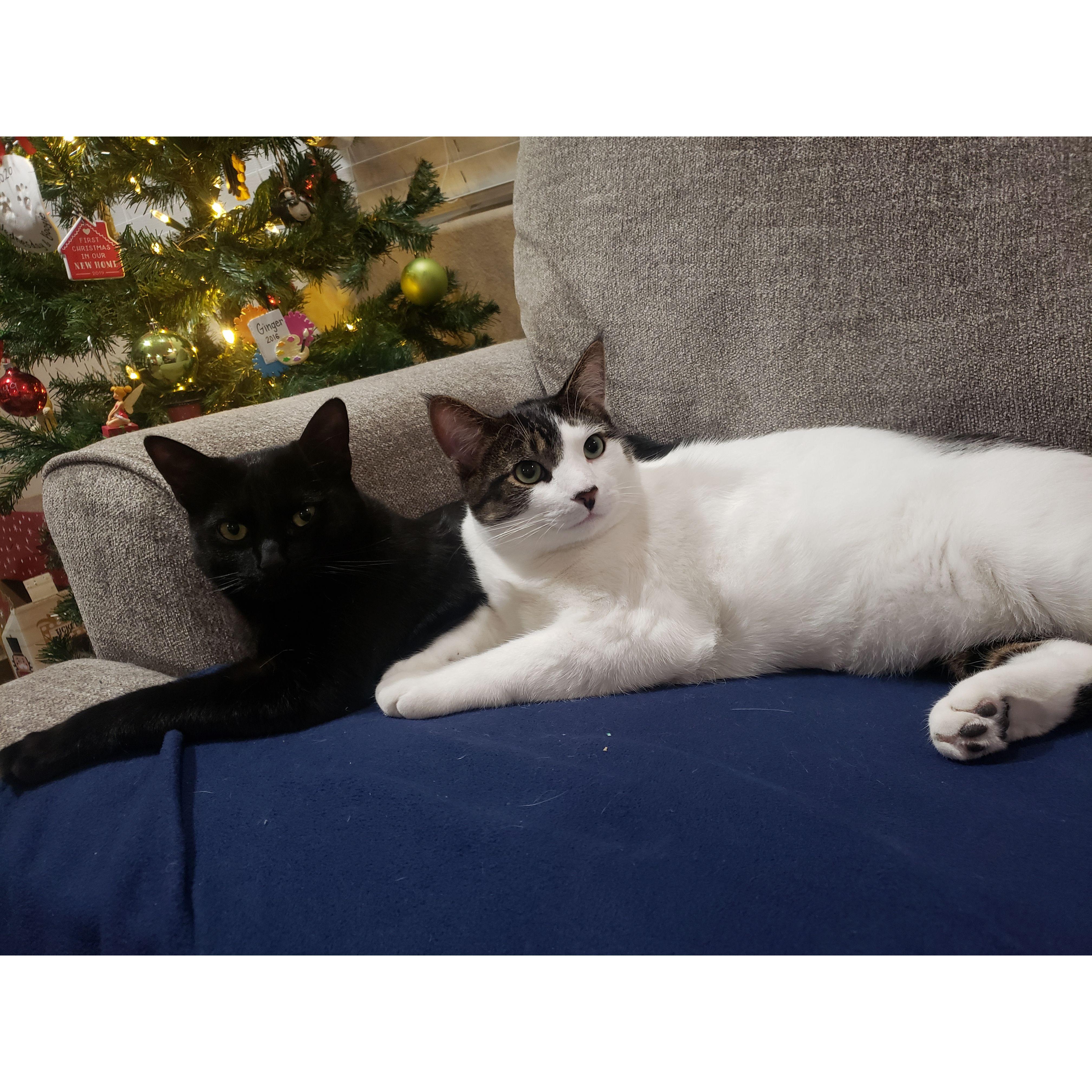 Our fur babies