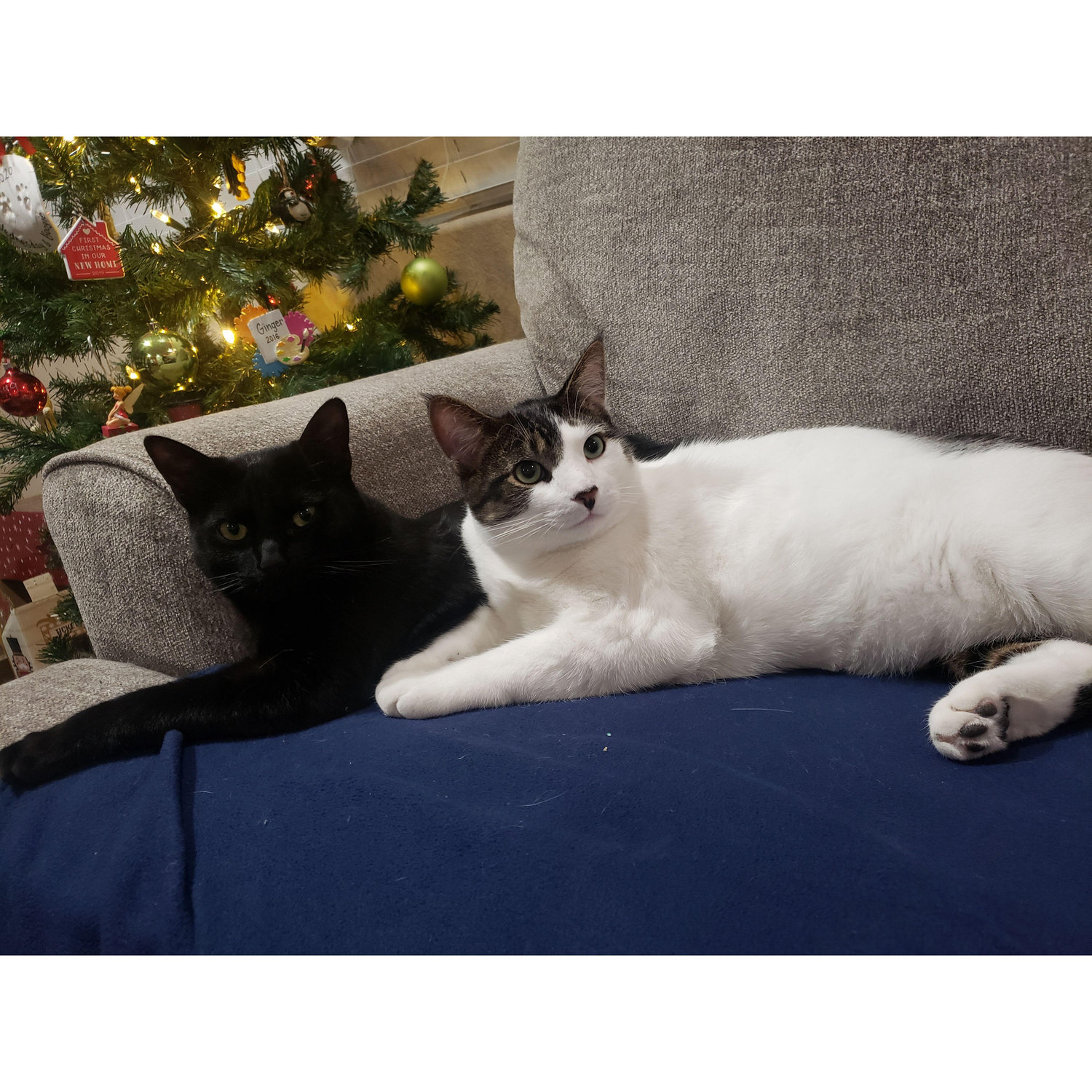 Our fur babies