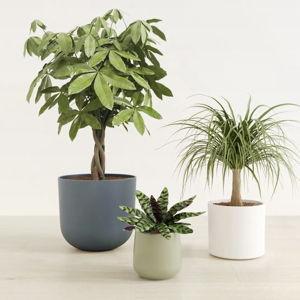easyplant: Easy-Care Self-Watering Plants (pet friendly)