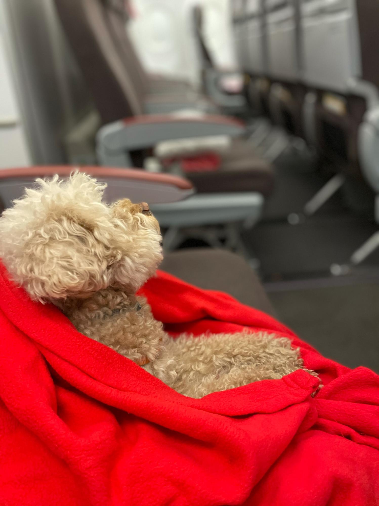 Bliss takes her leap of faith and flys to Spain