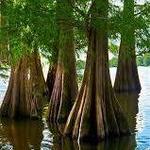 Cypress Lake