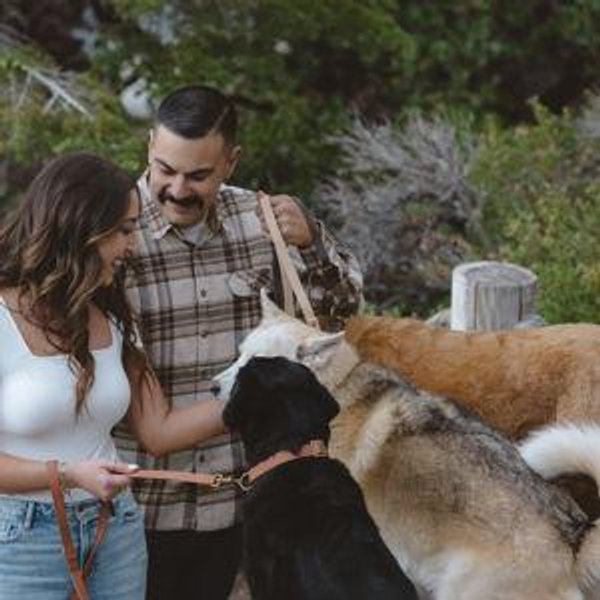 Honeymoon Dog Sitter