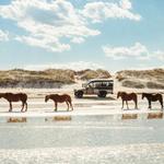 Wild Horse Adventure Tours