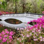 Magnolia Plantation and Gardens