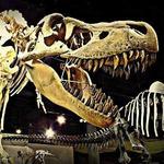 Arizona Museum of Natural History