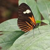 Missoula Butterfly House and Insectarium