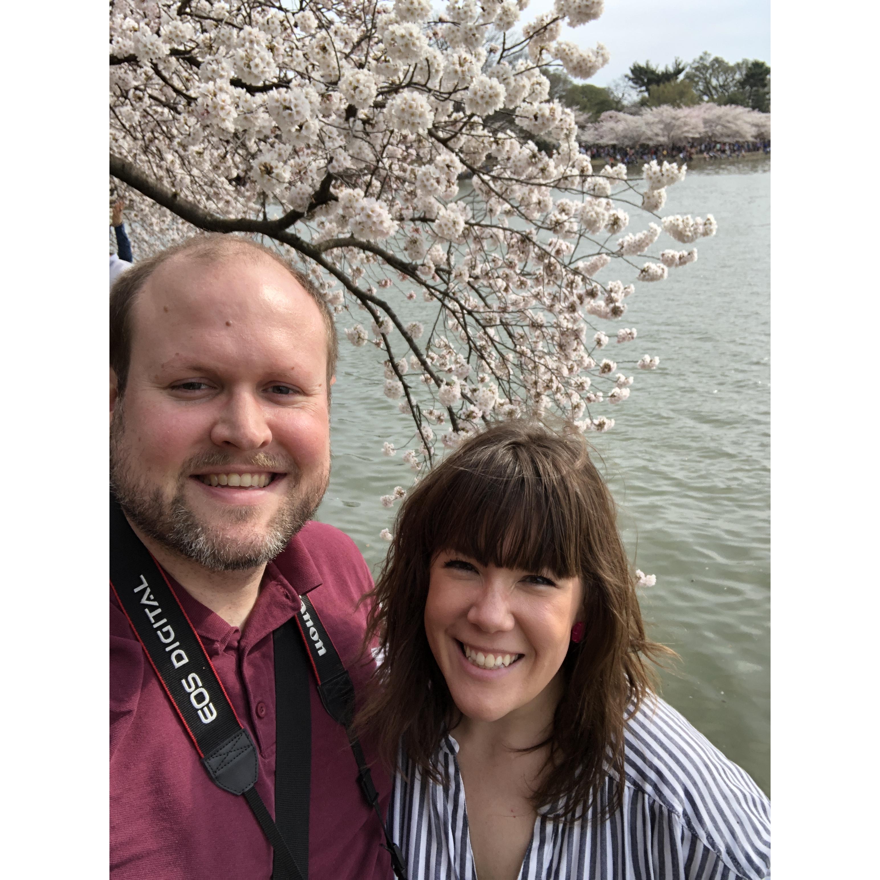 Cherry Blossoms in DC, 2019