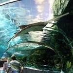 Tennessee Aquarium