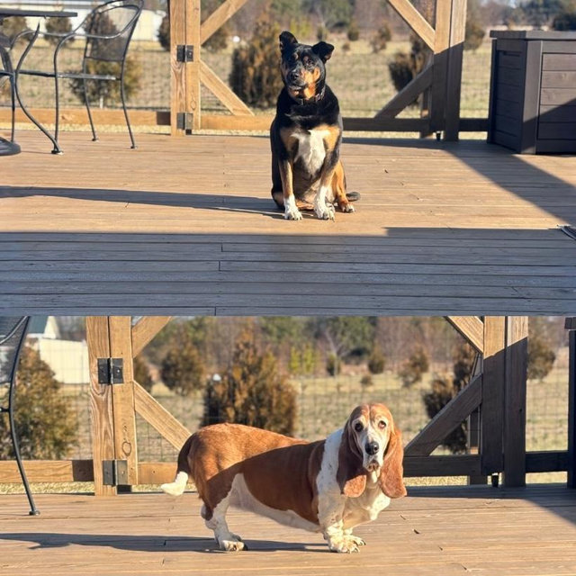 Doggone Happy Contribution