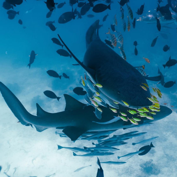 Shark Diving On Our Honeymoon
