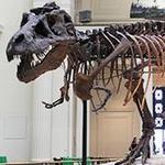 American Museum of Natural History