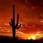 Saguaro National Park West