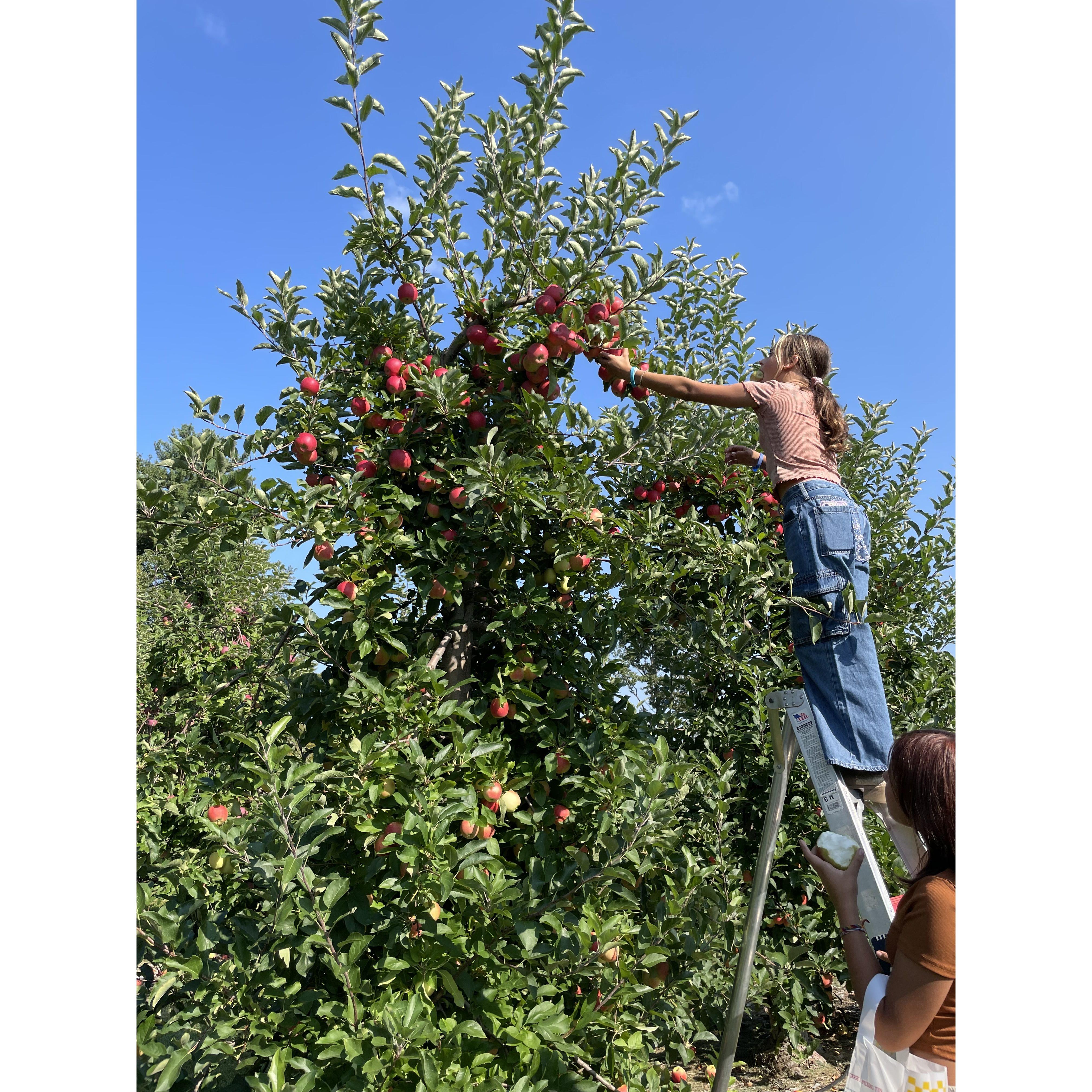 Apple picking at Butternut Farms, in Farmington, NH September 2024