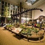 Carnegie Museum of Natural History