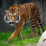 Houston Zoo