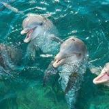 Swim With the Dolphins at Dreams