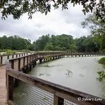 Cypress Wetlands