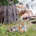 Mike the Tiger's Habitat