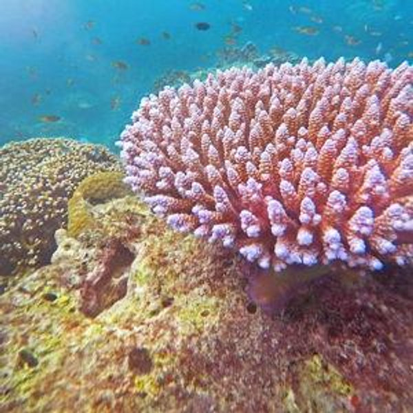 Surin Islands Snorkel Tour