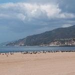 Will Rogers State Beach