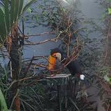 National Aviary