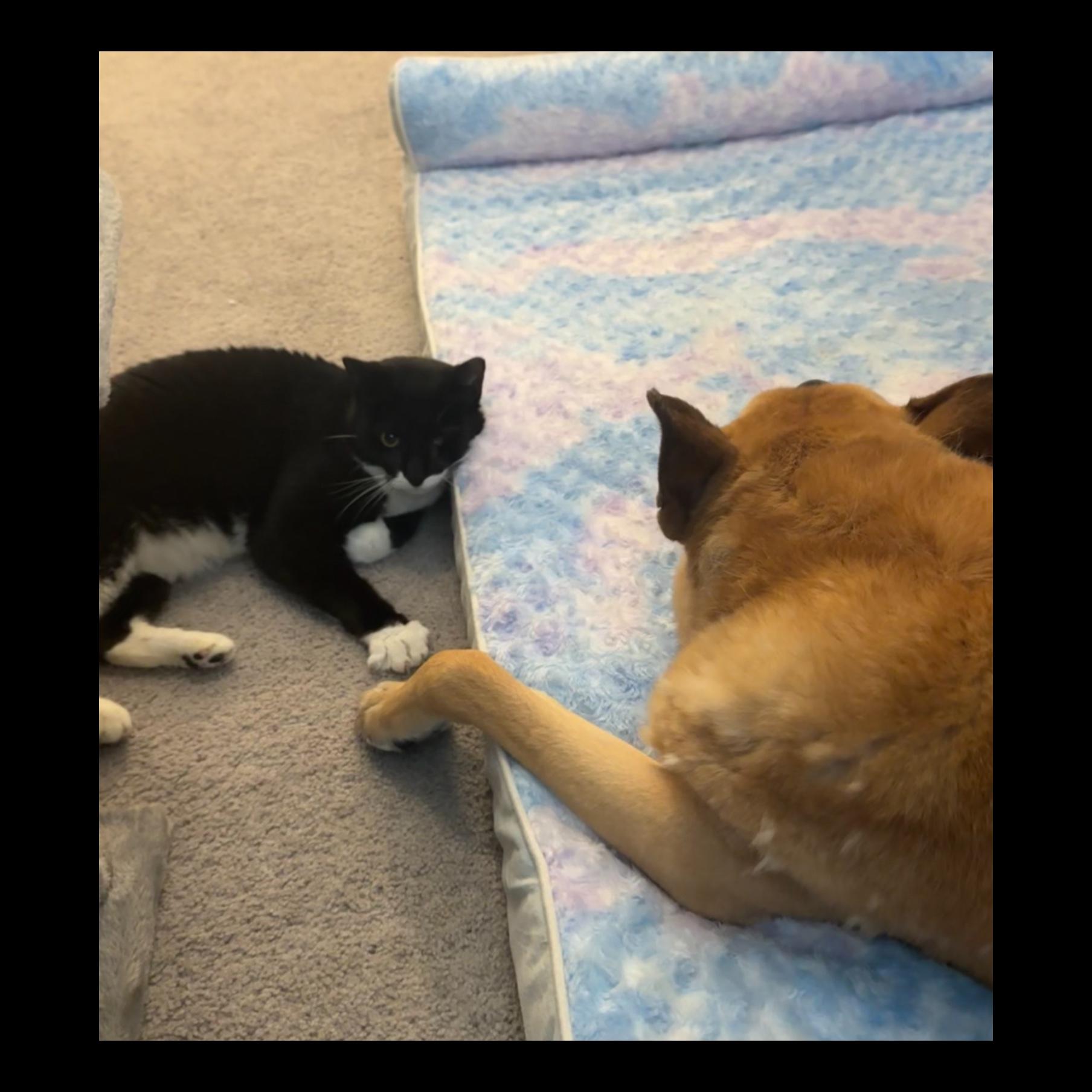 Bruce loves being close to Ada when she’ll let him.