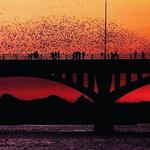 Congress Avenue Bridge Bats