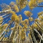 Aspen Leaf Peeping