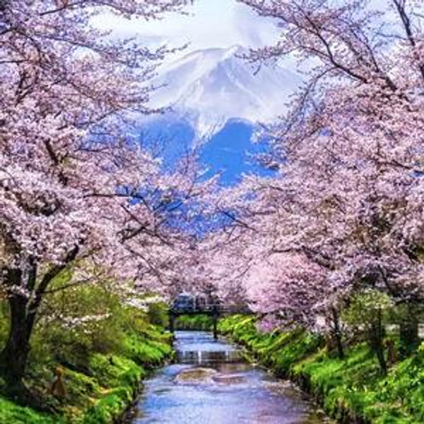 Japan Honeymoon Fund (Venmo)