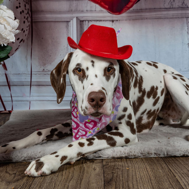 Pongo’s Toy Fund