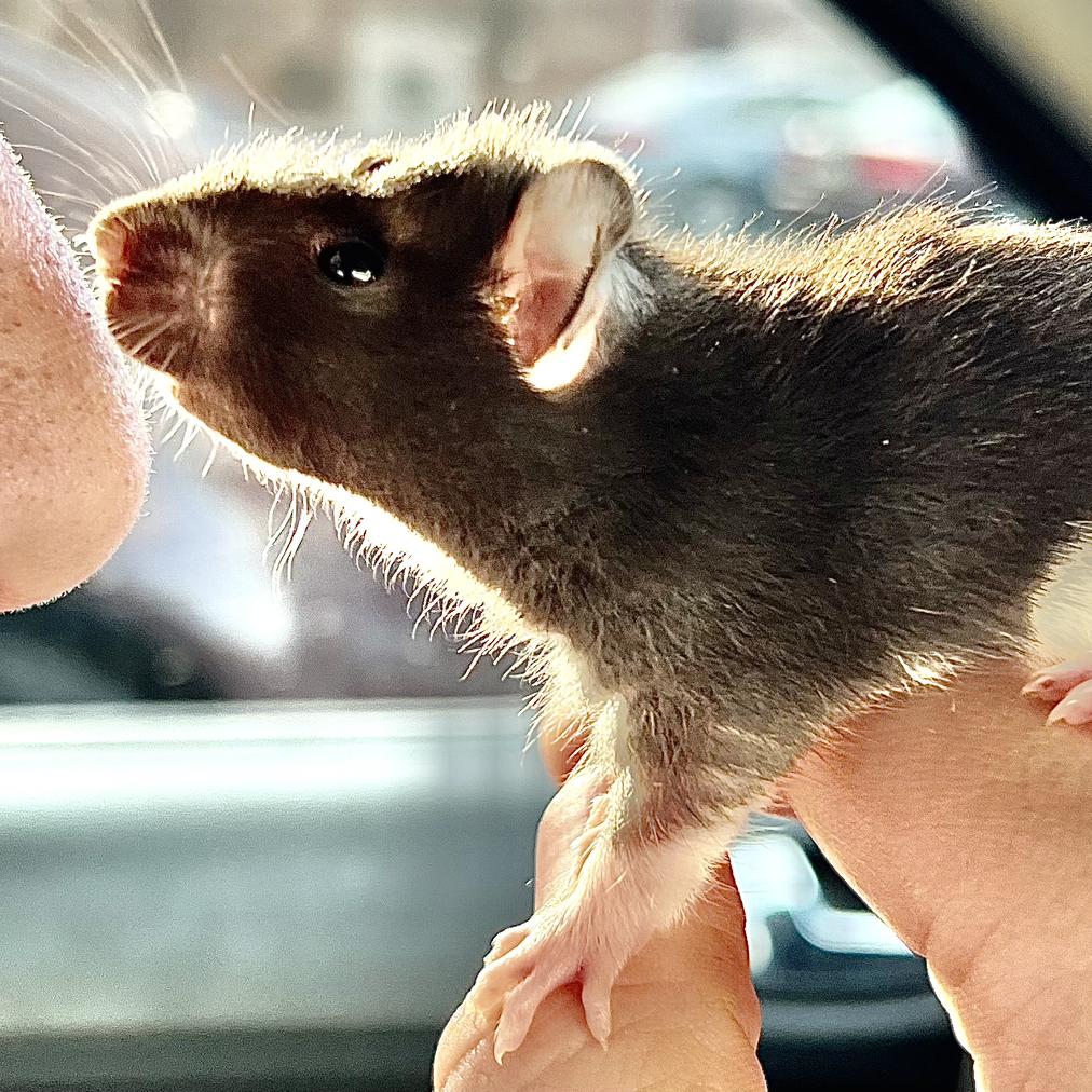 Bringing Pine home!